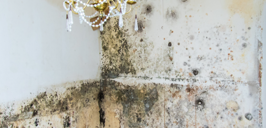 Mold - A Serious Problem for Landlords in Connecticut